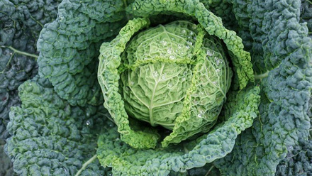 6193_savoy5275838_1280_614555.jpg 1