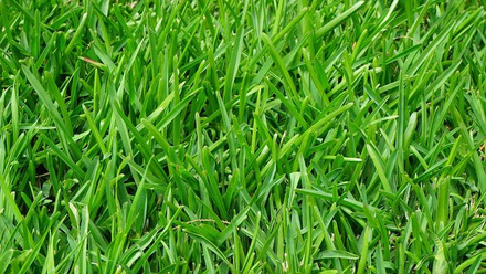 5826_grass375586_1280_527105.jpg