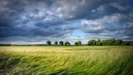 1763_grain4858574_1920_736570_crop.jpg