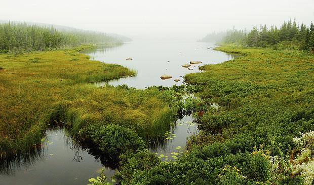fens.jpg